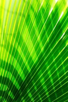 Tropical leaf macro Stock Photos