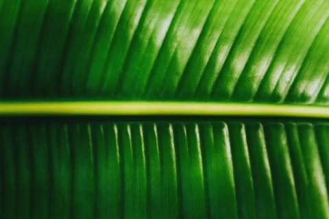 Tropical leaf macro Stock Photos
