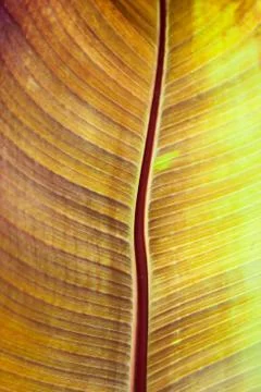 Tropical Leaf Macro Stock-Fotos