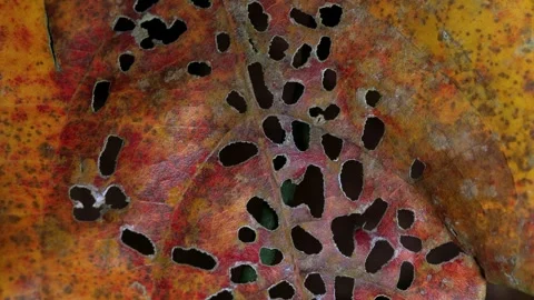 Tropical Leaf With Natural Decay Patterns in Rainforest 스톡 동영상 336435857