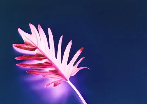 Tropical leaf with negative effect Stock Photos