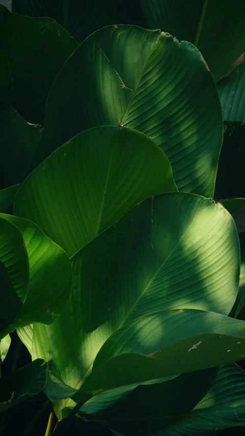 Tropical leaf pattern with dramatic light and shadow, dark moody tones Stock Footage 333237641