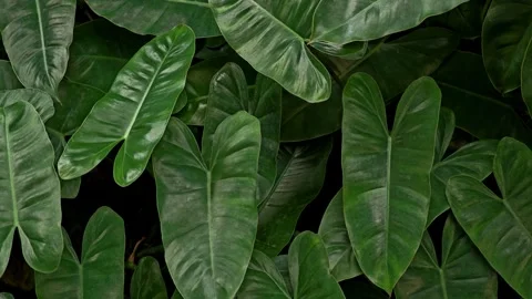 Tropical leaf pattern. Heart shaped leaves, philodendron. Stock Footage 305926879