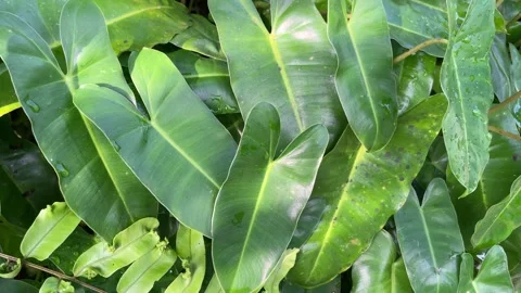 Tropical leaf pattern. Heart shaped leaves, philodendron. Video stock 328338791