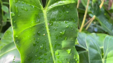 Tropical leaf pattern. Heart shaped leaves, philodendron. Video stock 328338832