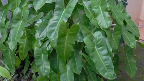 Tropical leaf pattern nature green background of heart shaped dark green leaf Vidéo 302881114