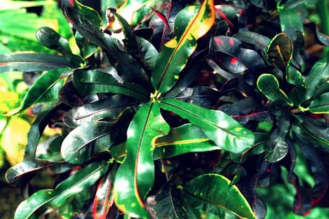 Tropical leaf pattern Stock Photos