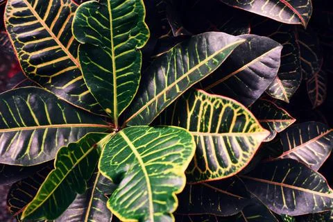 Tropical leaf pattern Stock Photos