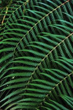 Tropical leaf pattern Stock Photos