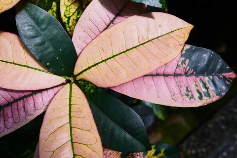Tropical leaf pattern Stock Photos