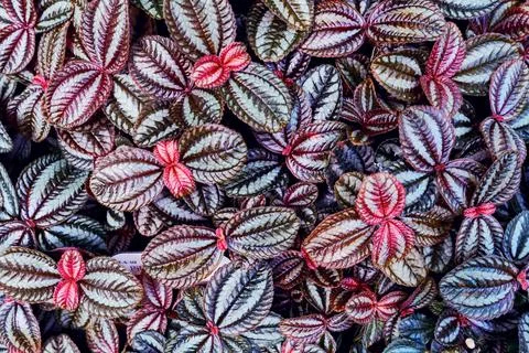 Tropical leaf pattern Stock Photos