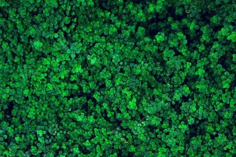 Tropical leaf pattern Stock Photos