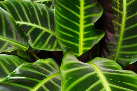 Tropical Leaf Pattern: Vibrant Foliage Close-Up for Nature and Design Inspi.. Stock Photos