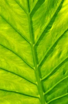 Tropical leaf Foto stock