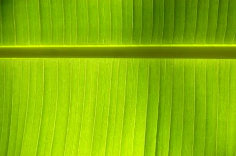 Tropical leaf Stock Photos