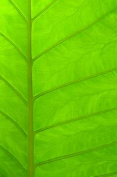 Tropical leaf Stock-Fotos