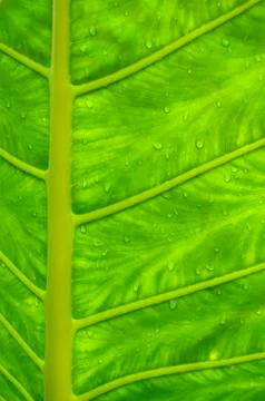 Tropical leaf Foto stock