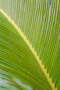 Tropical leaf Photos