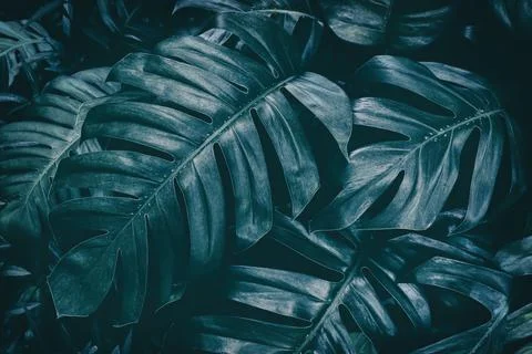 Tropical leaf Stock Photos