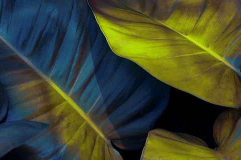 Tropical leaf Stock Photos