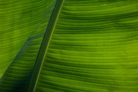 Tropical Leaf Foto stock