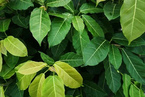 Tropical leaf Stock Photos