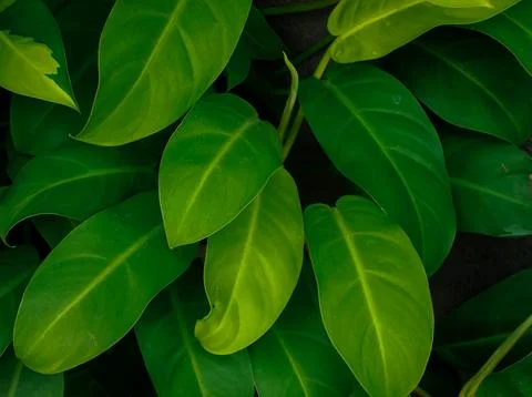 Tropical Leaf Foto stock