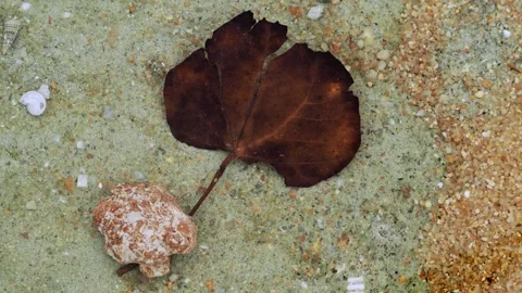 Tropical Leaf Resting on Sandy Seabed in Shallow Coastal Water Видео 336939734