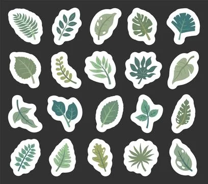 Tropical leaf set featuring monstera philodendron Stock Illustration