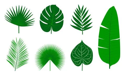 Tropical Leaf Set Stock Illustration