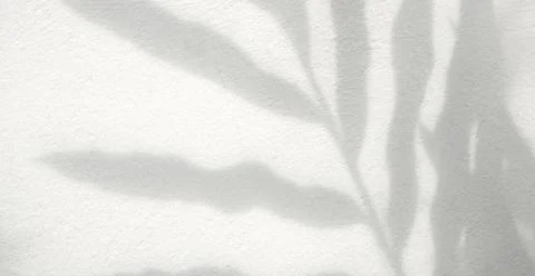 Tropical leaf shadow background on white concrete wall Stock Photos
