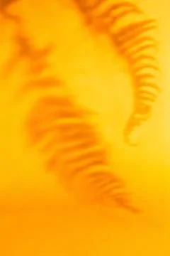 Tropical leaf shadow on orange background Stock Photos