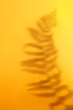 Tropical leaf shadow on orange background Stock Photos