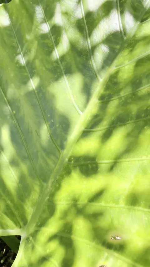 Tropical Leaf Shadow Play with Natural Light and Motion Video stock 331248223