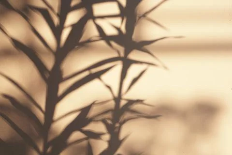 Tropical Leaf Shadow on Warm Wall Backdrop for Minimalist Interior Design Stock-Fotos