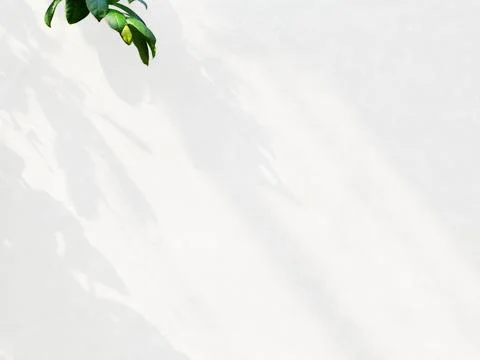 Tropical leaf with shadow on white wall background Stock Photos