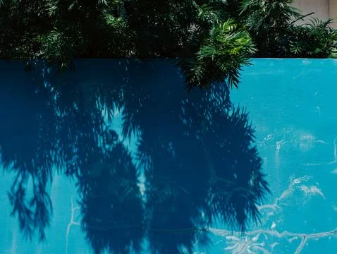 Tropical Leaf Shadows Cast on Textured Turquoise Painted Concrete Wall with.. Fotos Stock
