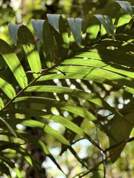 Tropical Leaf Sunlight Stock Photos