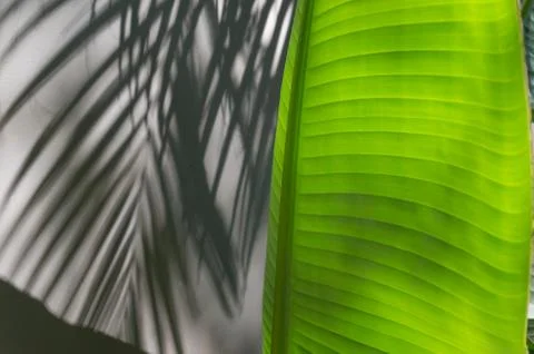 Tropical leaf texture background with abstract shadow Stock Photos