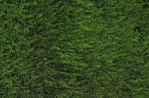 Tropical leaf texture background Stock Photos