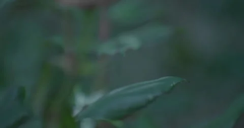 Tropical Leaf Texture Dark Green Foliage Stock Footage 263986708