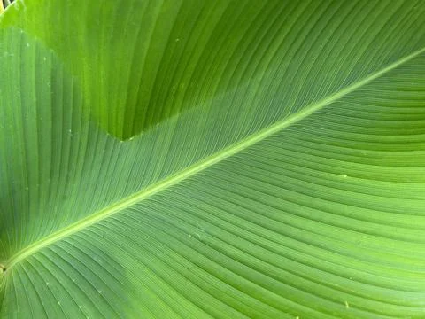 Tropical Leaf Texture With Diagonal Veins Stock Photos
