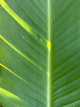 Tropical Leaf Texture with Natural Light and Veins Stock Photos