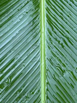 Tropical Leaf Texture with Raindrops and Symmetrical Veins Stock Photos