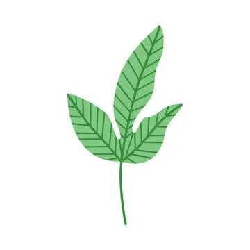 Tropical leaf vector flat botanical element isolated foliage summer design Ilustração Stock