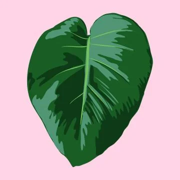 Tropical Leaf Vector Illustration Illustrazione stock