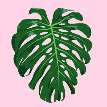 Tropical Leaf Vector Illustration Stock Illustration