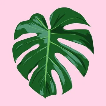 Tropical Leaf Vector Illustration Stock Illustration