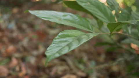 Tropical leaf wind movement, close up. Stock Footage 332628706