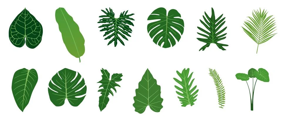 Tropical leafs 库存插图
